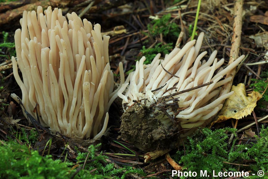 Clavaria vermicularis