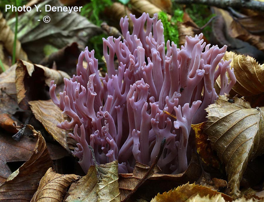 Clavaria zollingeri