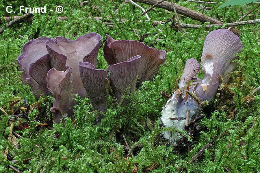 Gomphus clavatus