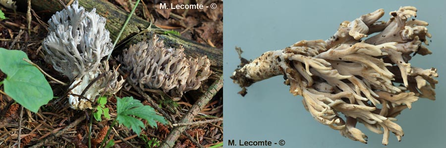 Clavulina cinerea