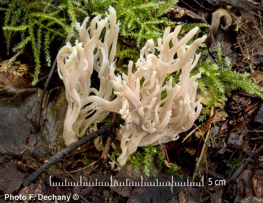 Clavulina cristata