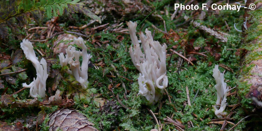 Clavulina cristata