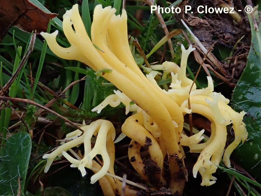 Clavulinopsis corniculata