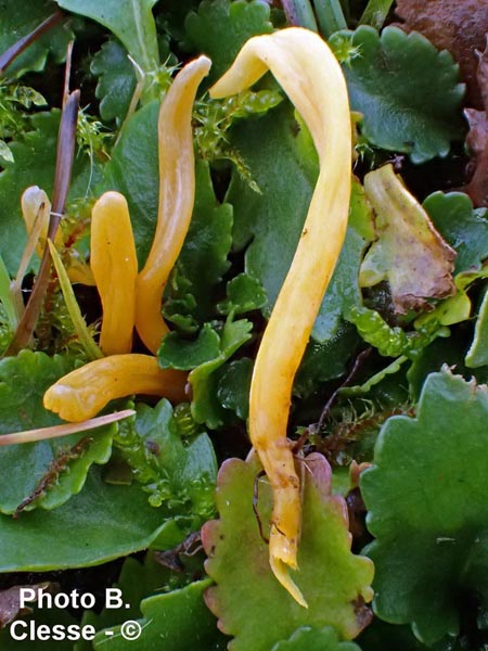 Clavulinopsis helvola