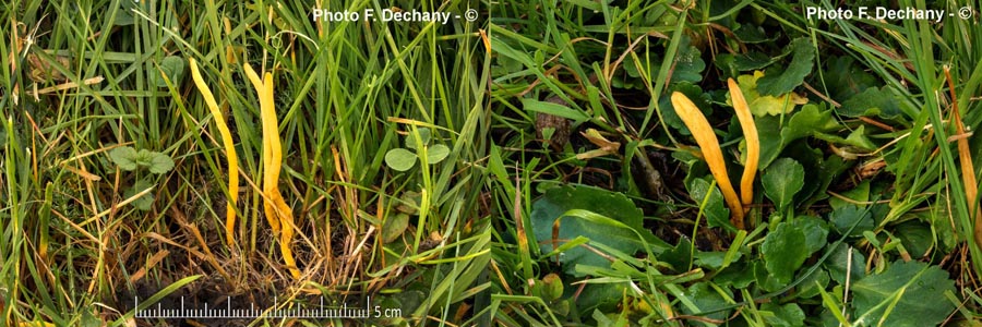 Clavulinopsis helvola