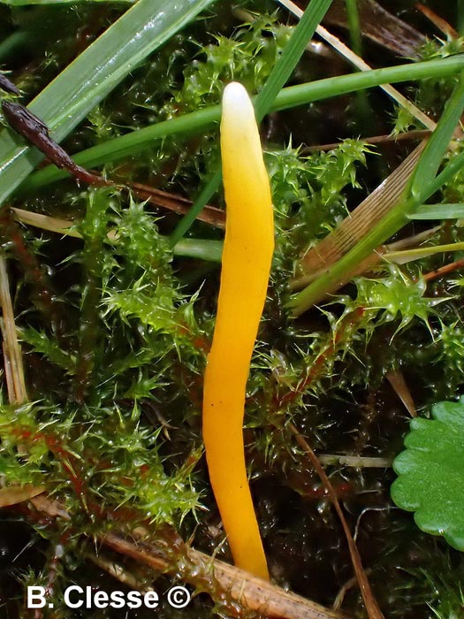 Clavulinopsis laeticolor