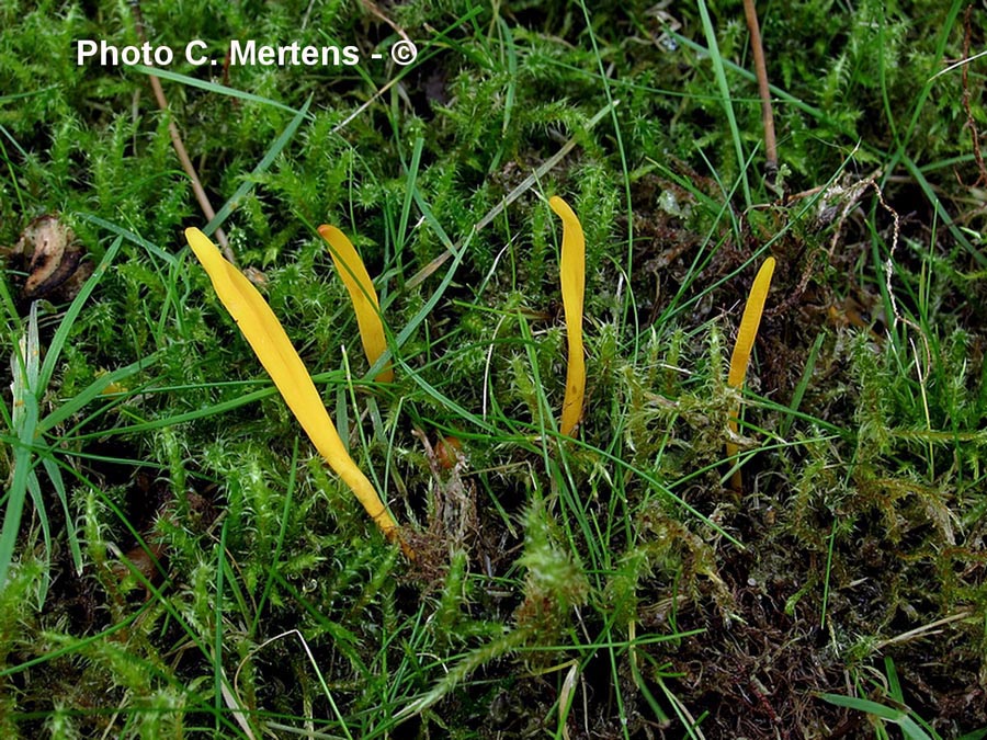 Clavulinopsis laeticolor