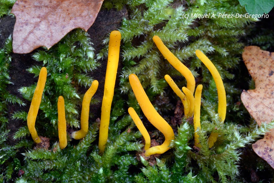 Clavulinopsis laeticolor