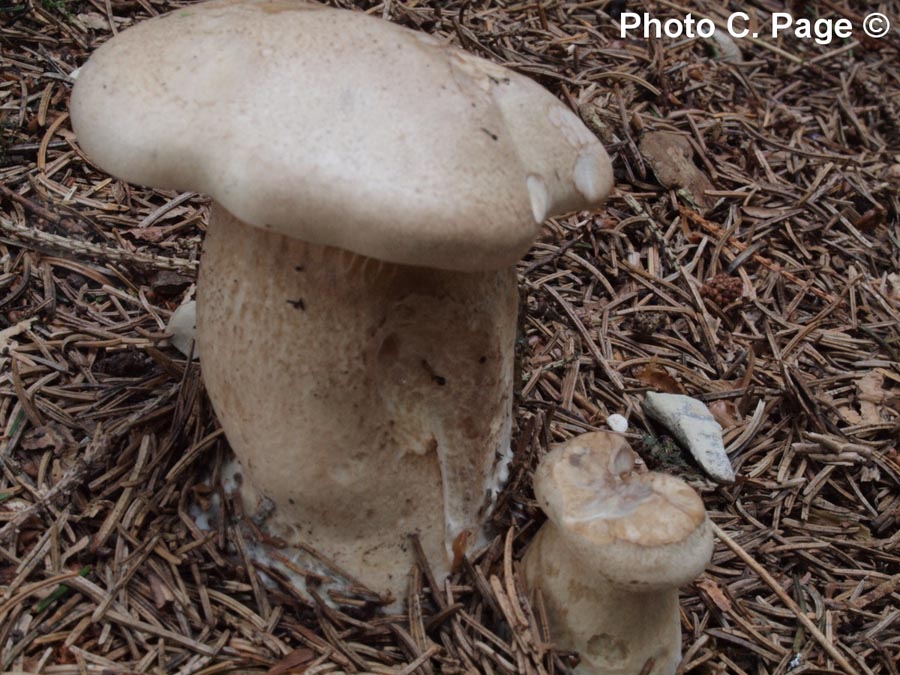 Clitocybe alexandri