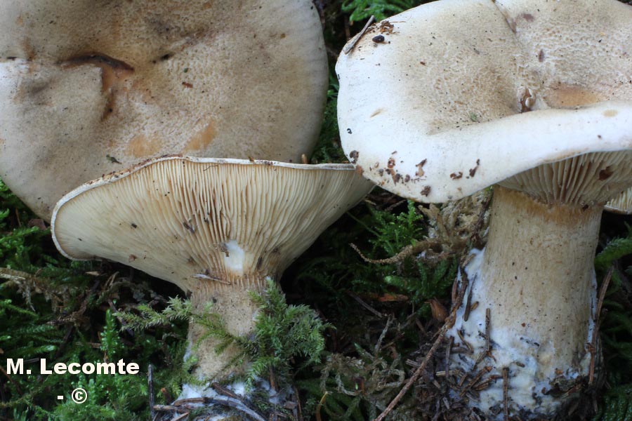 Clitocybe alexandri