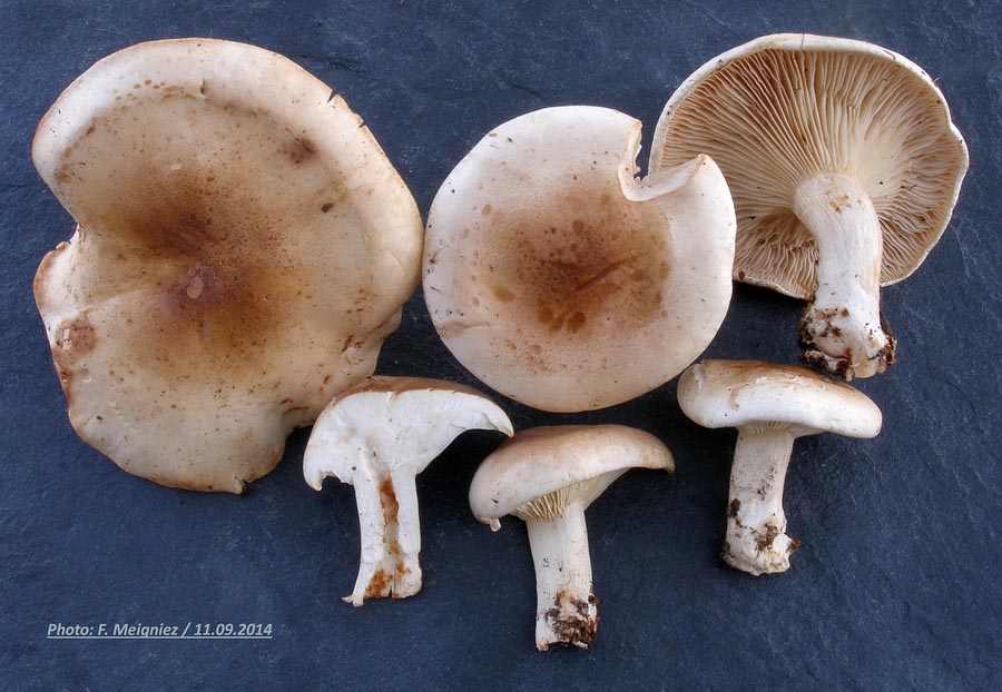 Clitocybe amoenolens