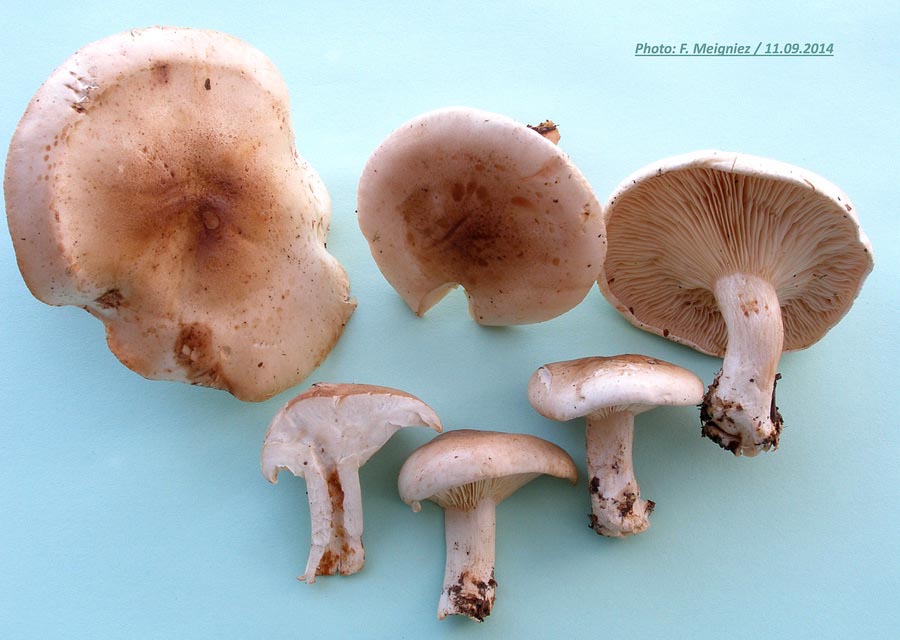 Clitocybe amoenolens