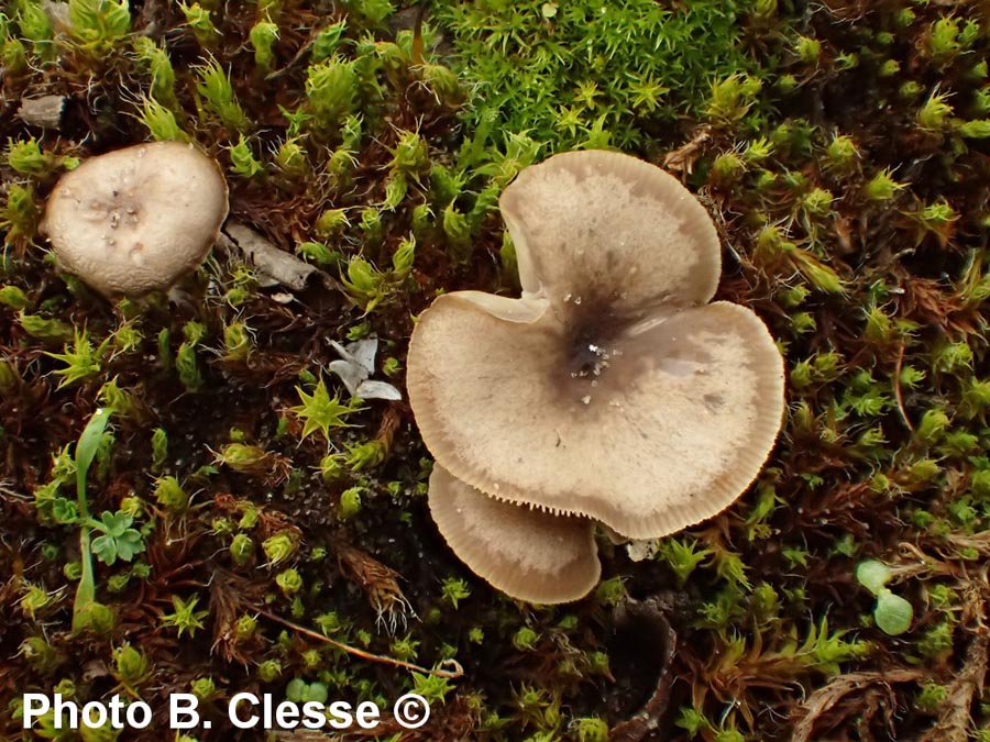 Clitocybe barbularum