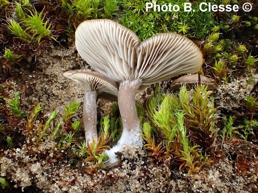 Clitocybe barbularum