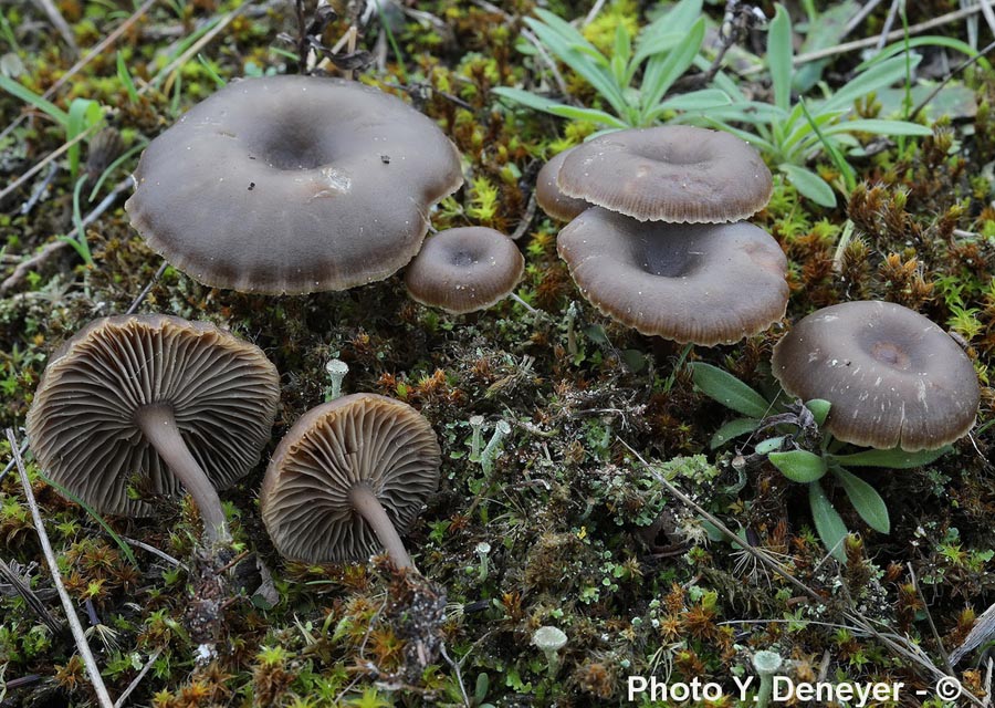 Clitocybe barbularum