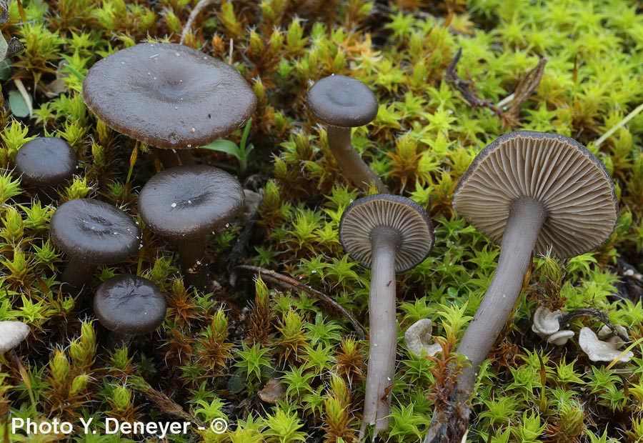 Clitocybe barbularum