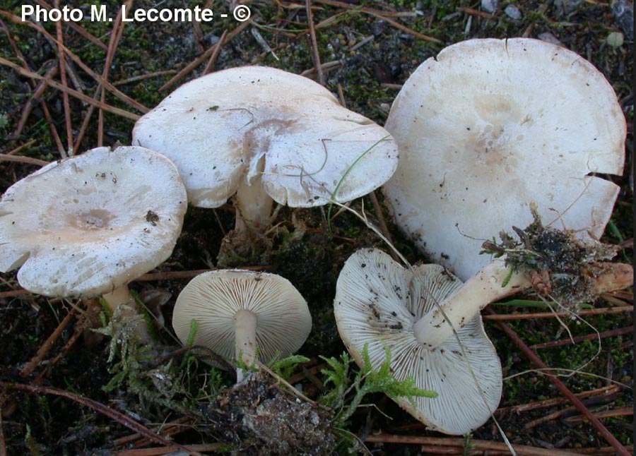 Clitocybe cerussata