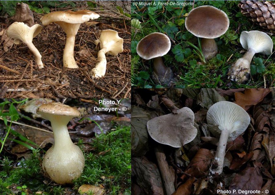 Clitocybe clavipes (Ampulloclitocybe clavipes)