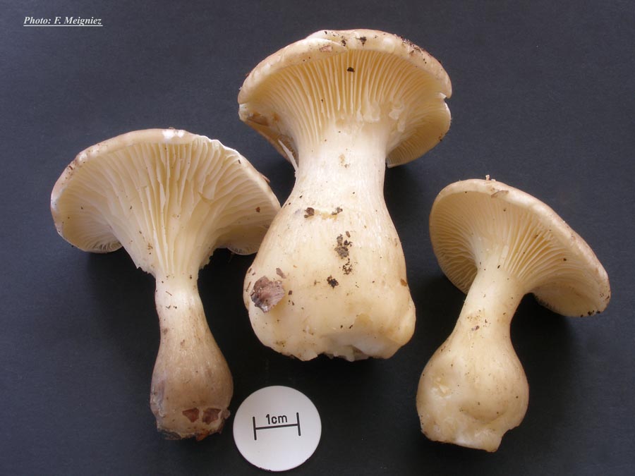 Clitocybe clavipes