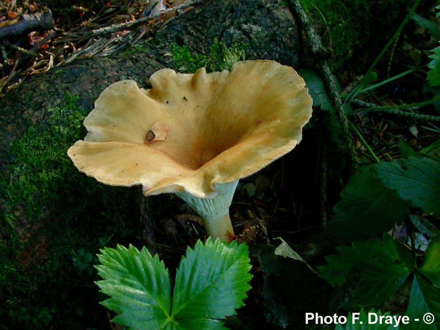 Infundibulicybe costata (= Clitocybe costata)