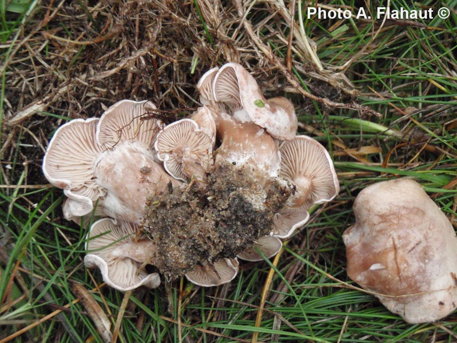 Clitocybe dealbata var. augeana