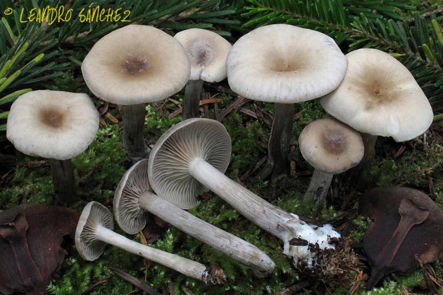 Clitocybe decembris