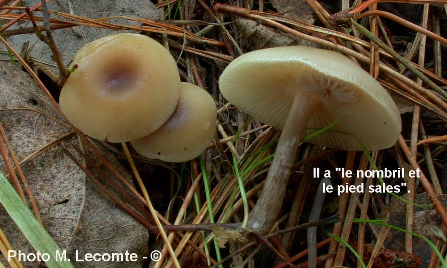 Basidiomycète.  Clitocybe decembris ( Clitocybe metachroa)