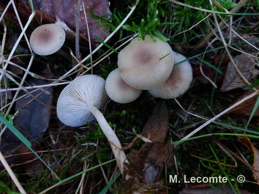 Clitocybe decembris ( Clitocybe metachroa)