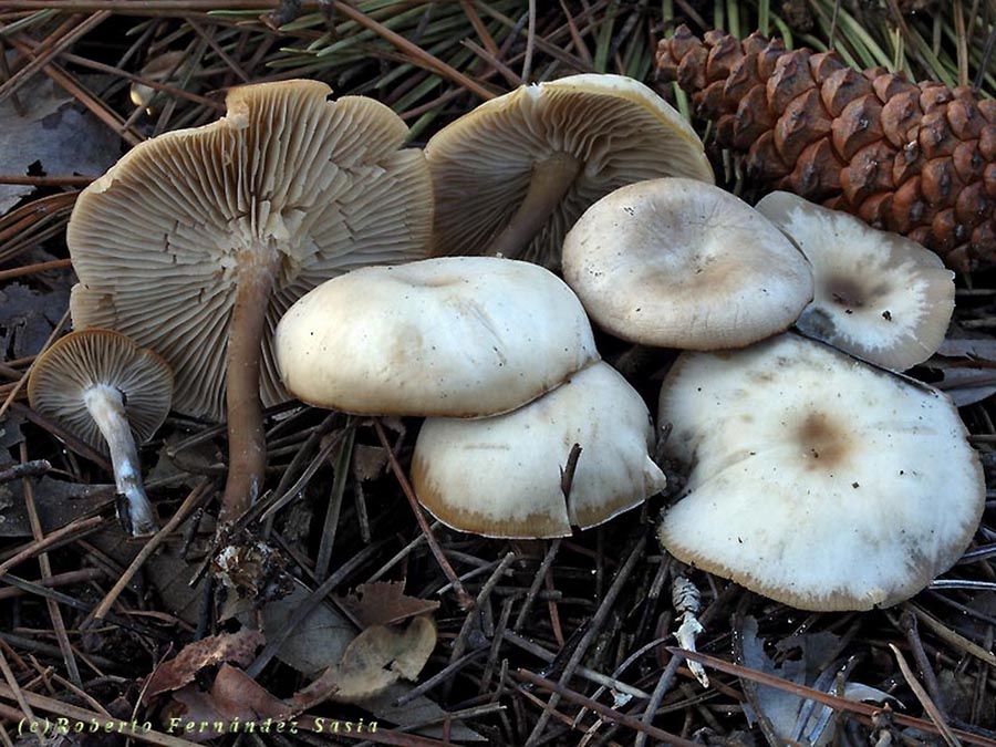 Clitocybe decembris ( Clitocybe metachroa)