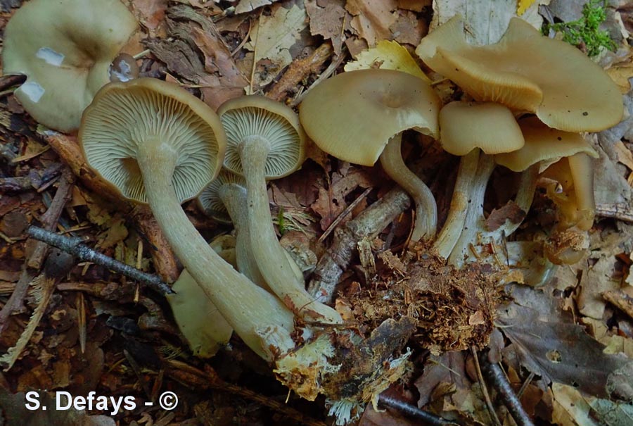 Clitocybe decembris ( Clitocybe metachroa)