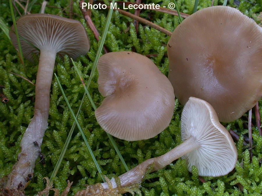 Clitocybe deceptiva