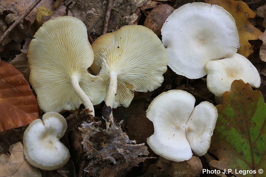 Clitocybe diosma