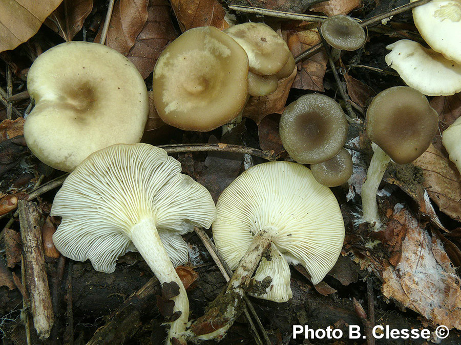 Clitocybe diosma