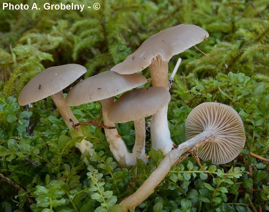 Clitocybe ditopa