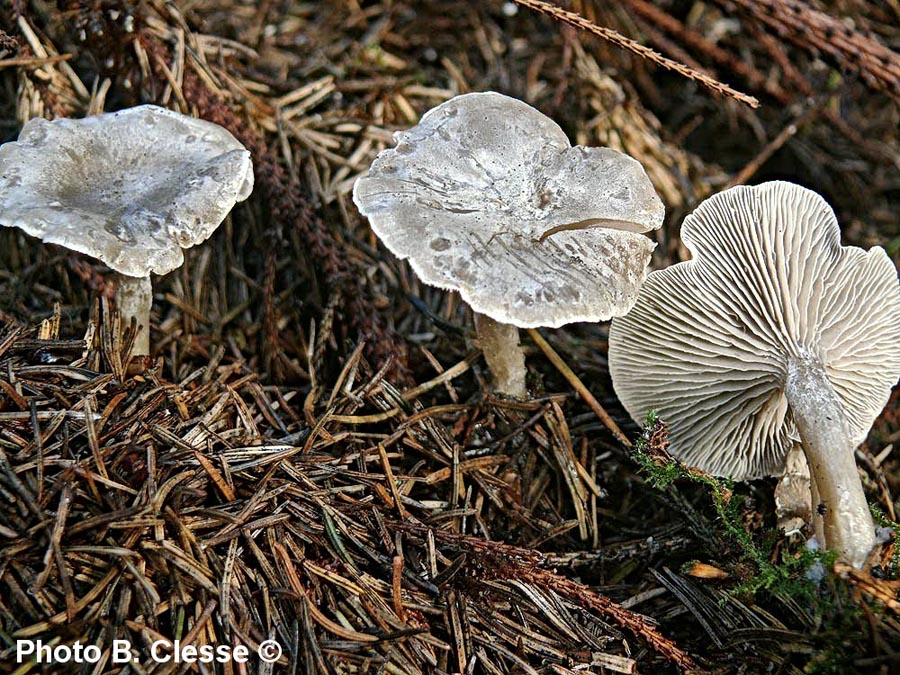 Clitocybe ditopa