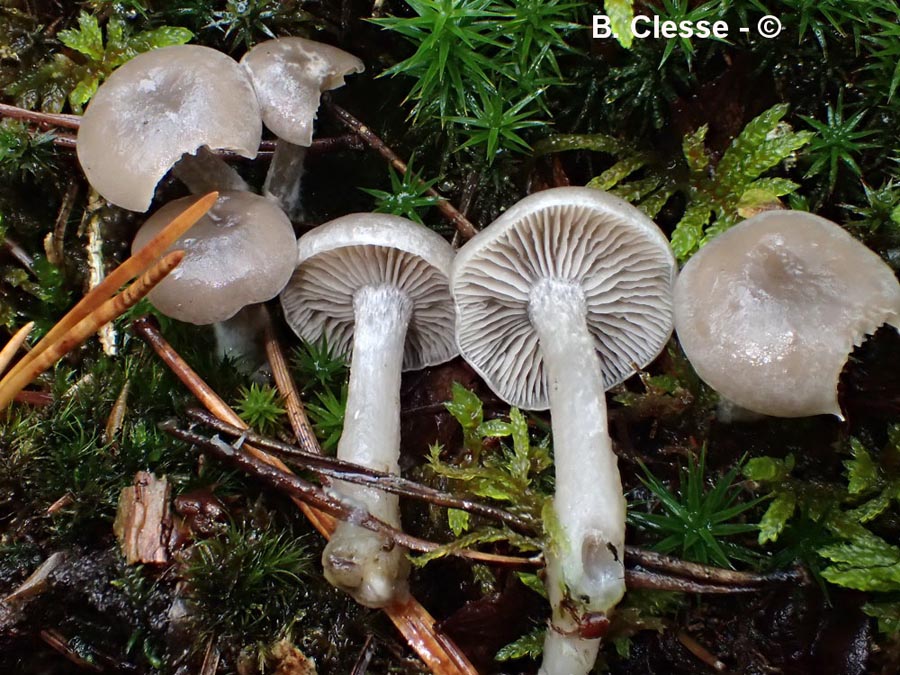 Clitocybe ditopa