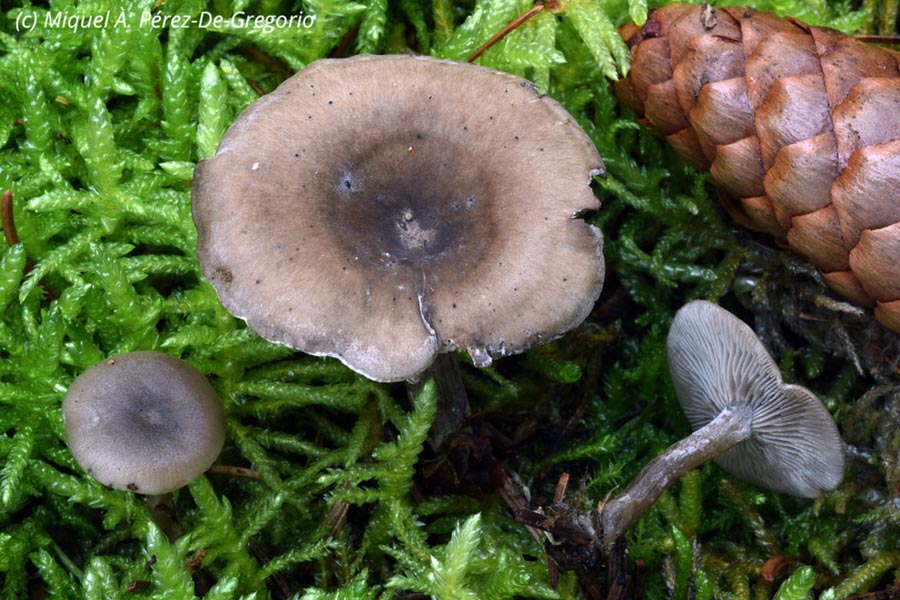 Clitocybe ditopa