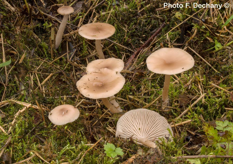 Clitocybe fragrans