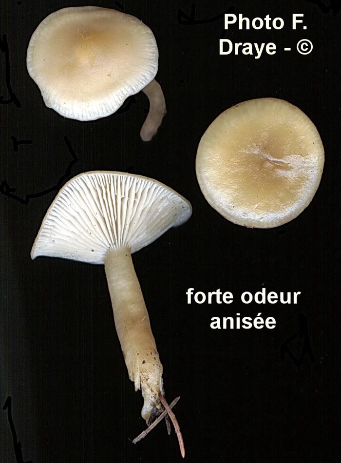 Clitocybe fragrans