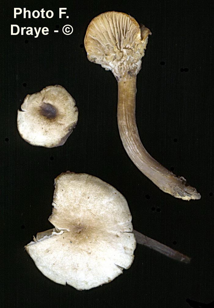 Clitocybe georgiana