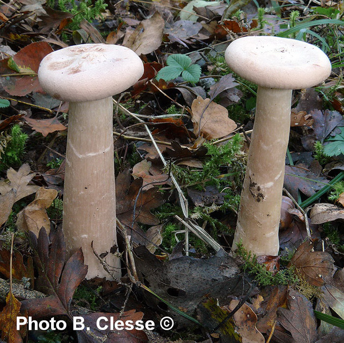 Clitocybe geotropa (Infundibulicybe geotropa)