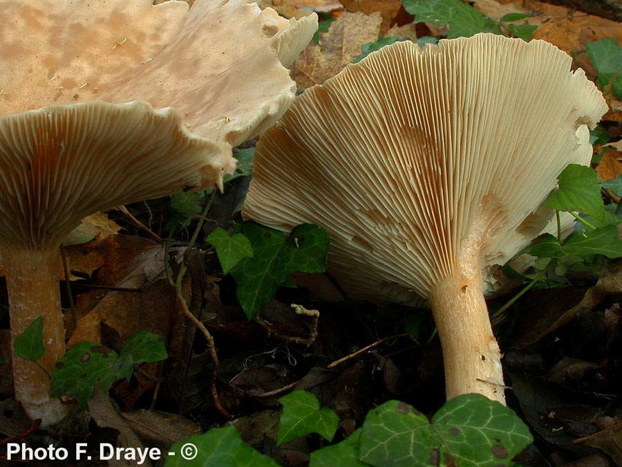 Clitocybe geotropa