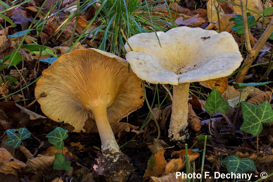 Clitocybe geotropa (Infundibulicybe geotropa)