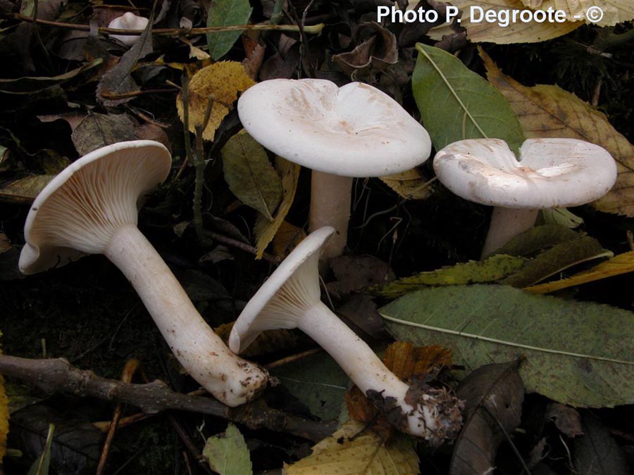 Clitocybe geotropa (Infundibulicybe geotropa)