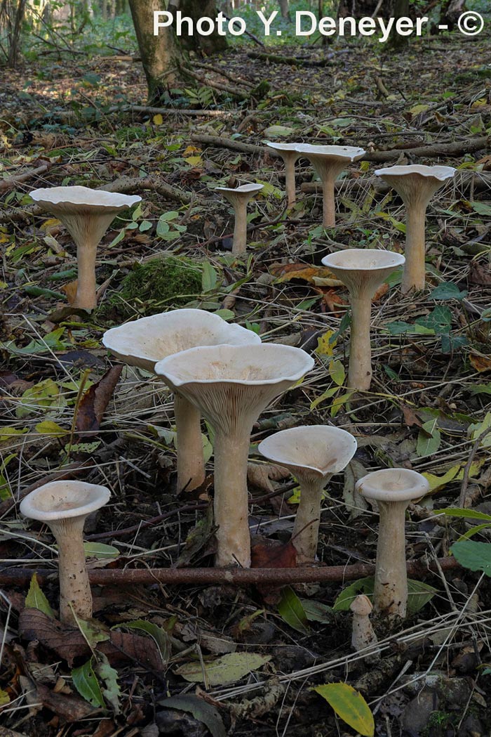 Clitocybe geotropa (Infundibulicybe geotropa)