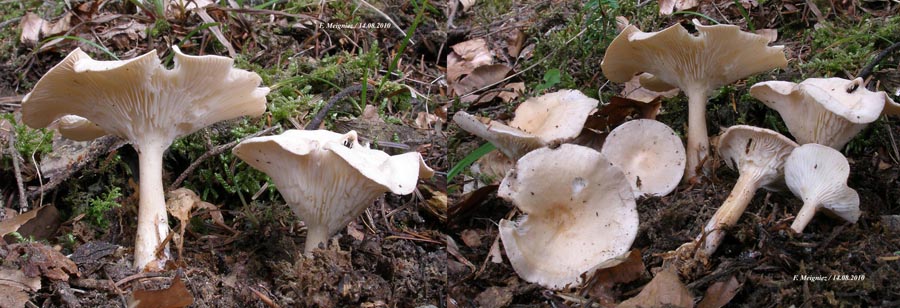 Clitocybe gibba