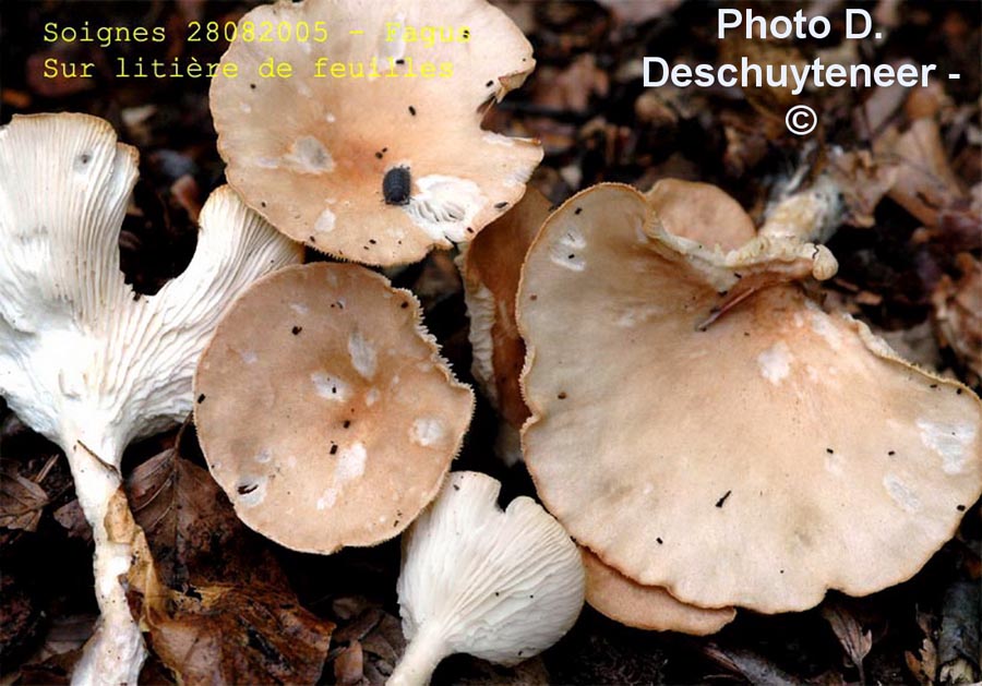 Clitocybe gibba