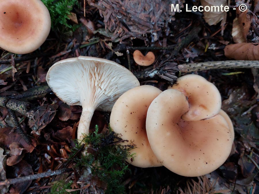 Clitocybe gibba