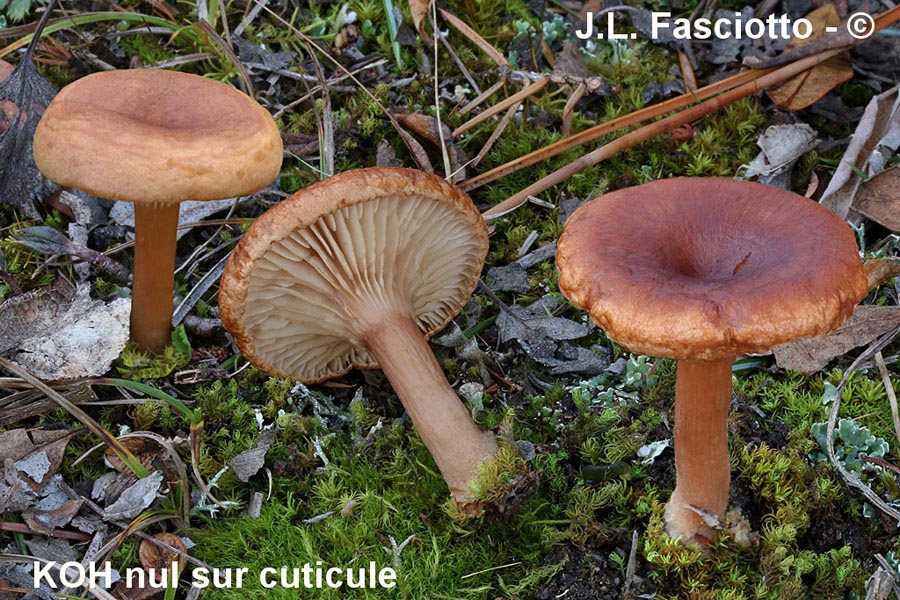 Clitocybe glareosa