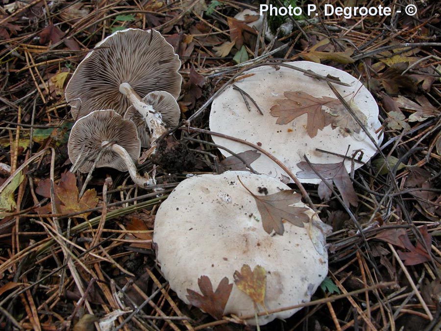 Clitocybe inornata